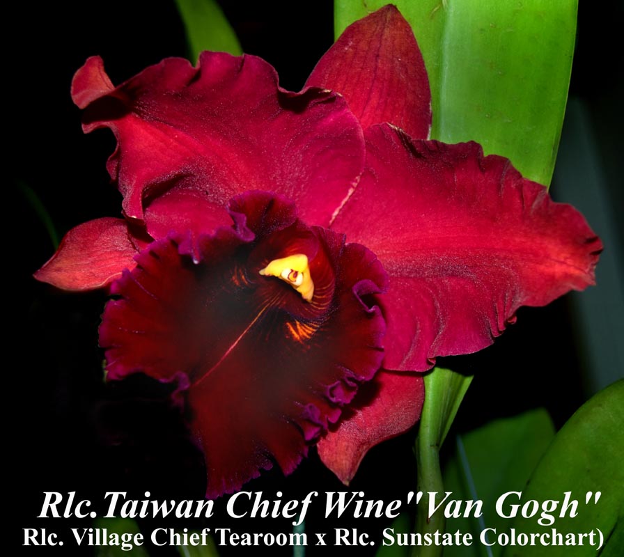 Rlc.Taiwan Chief Wine 4 inch prev bloom
